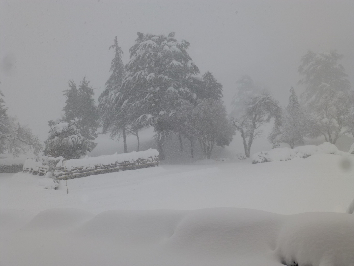 本降りの雪となりました！！